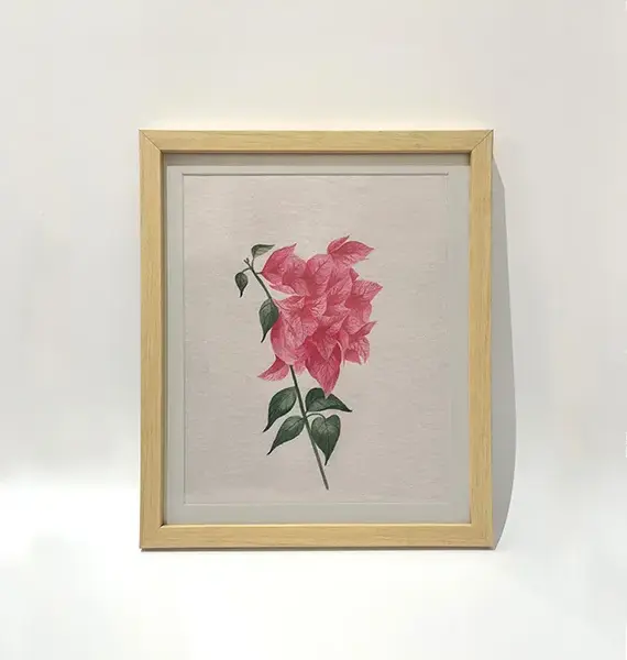 bougainvillea-blush