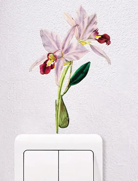 orchid-blush